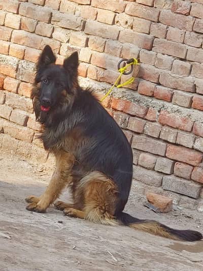 Garman shaft long cort full heavy bone king size