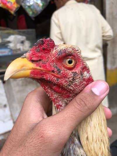 high quality aseel patha for sale