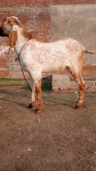 pure makhi cheena 03269732788