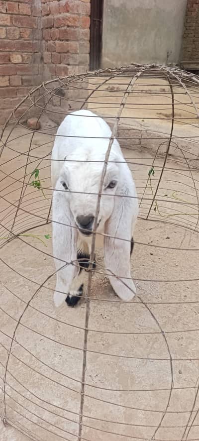 Muhammad Puri Bakra 0/3/0/0/2/2/7/0/4/4/6