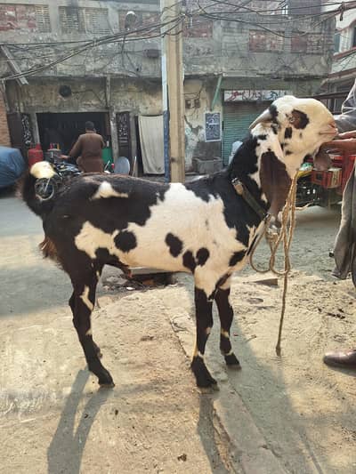 Breeder Male for sale