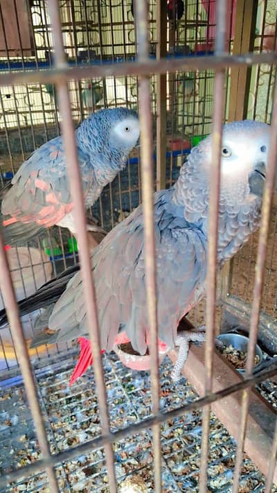 GREY PARROT RED FACTOR PAIR