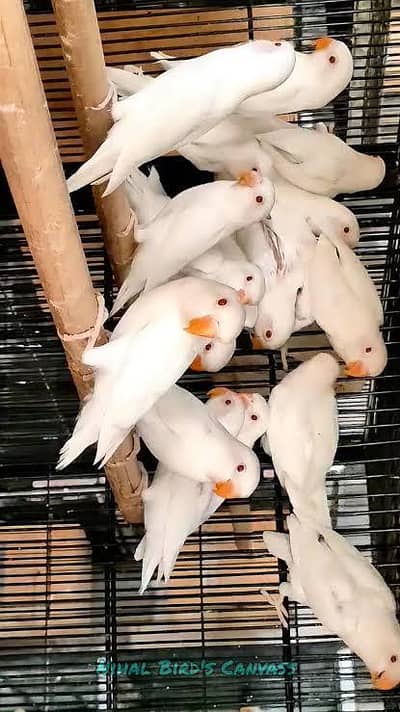 ALBINO, CREAMINO, DECINO, AND OPALINES.
