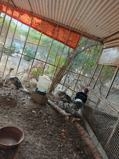 Turkey Birds for sale