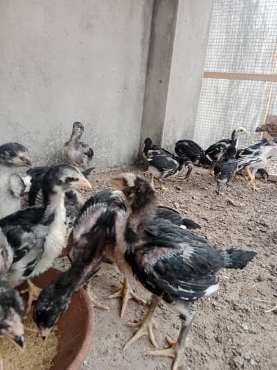 Imported F1 Aseel Chicks 03704904943