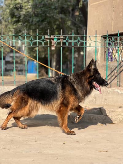 BLACK MASK PEDIGREE GERMAN SHEPHERD FEMALE