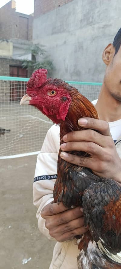 Turkish hint or lassani cross