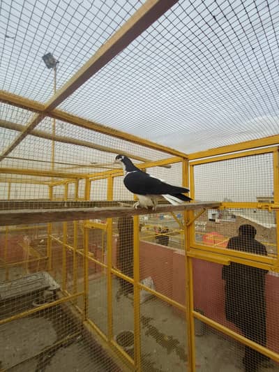 sherazi beautiful pair