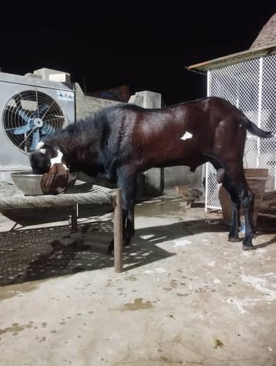 Nagra Goat||Pure nagra beetle||Desi bakra||high qualityl breeder goat