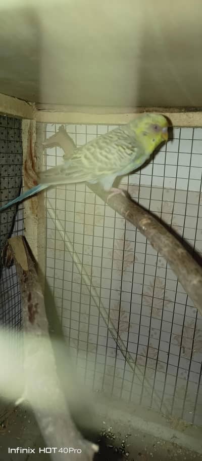 Australian Budgie Pair Exhibition Breeder