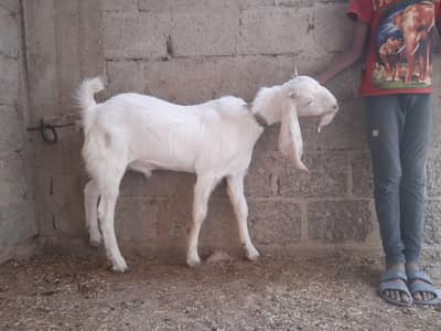 Home Breder and Qurbani Bakra
