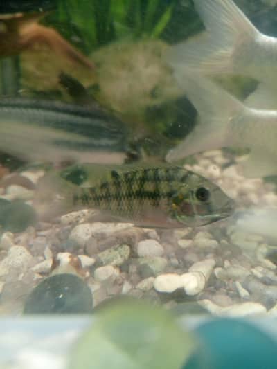 zebra fishes & Molly fishes