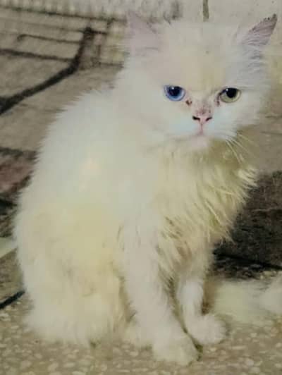 Tripl cotted Ood eyes female