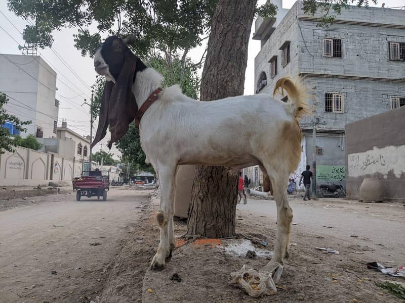 bakra 1