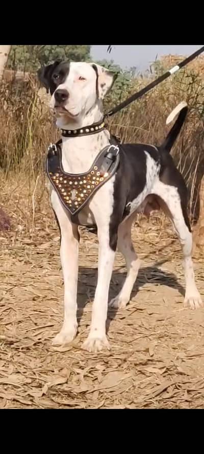 Bully dog  | gultair dog | Bully gultair dog |security dog for sale