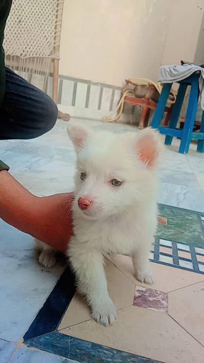 Russian blue eyes beautiful and cute dog.