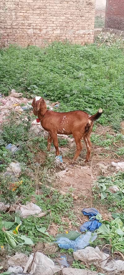 only cell sale female barkie