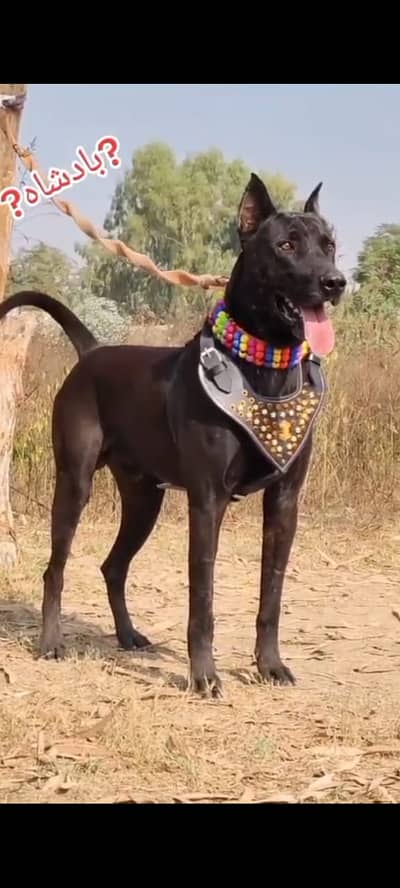 kohati gultair |gultair dog  |black gultair dog |security dog for sale
