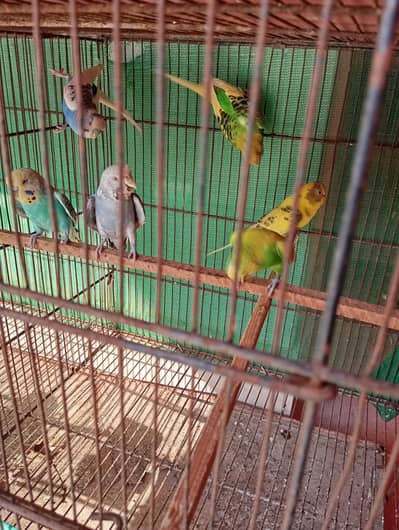 6 pieces adult breeder budgie