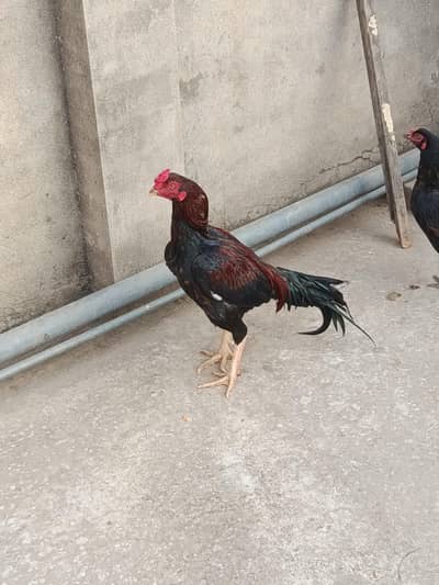 Aseel Murgha for Sale