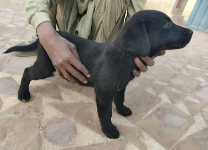 Labrador pups