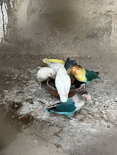 Blue 2 / albino / parblue decino