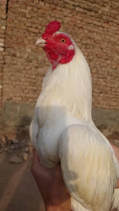 Best Male Aseel Hera