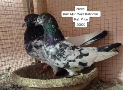 pigeon / Kabootar  / Pigeons / pigeons all breeds /کبوتر