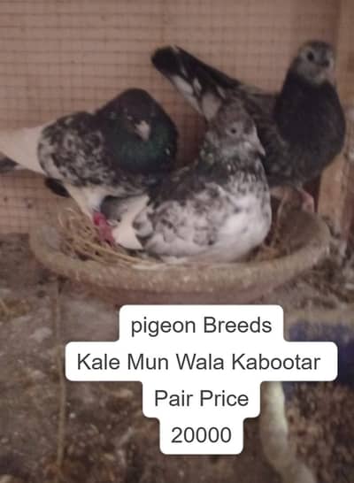pigeon / Kabootar  / Pigeons / pigeons all breeds /کبوتر