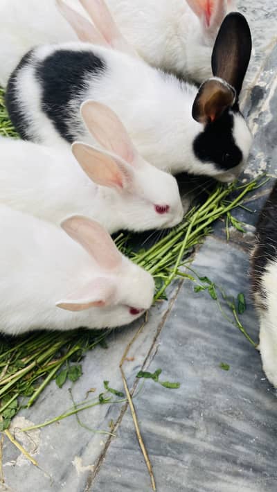 Both couple  male female