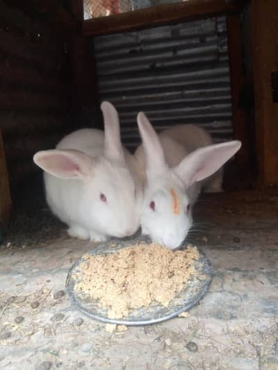 Newziland white red eye pair