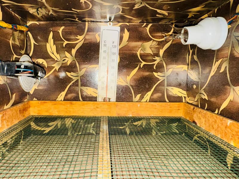 incubator & Brooder 2