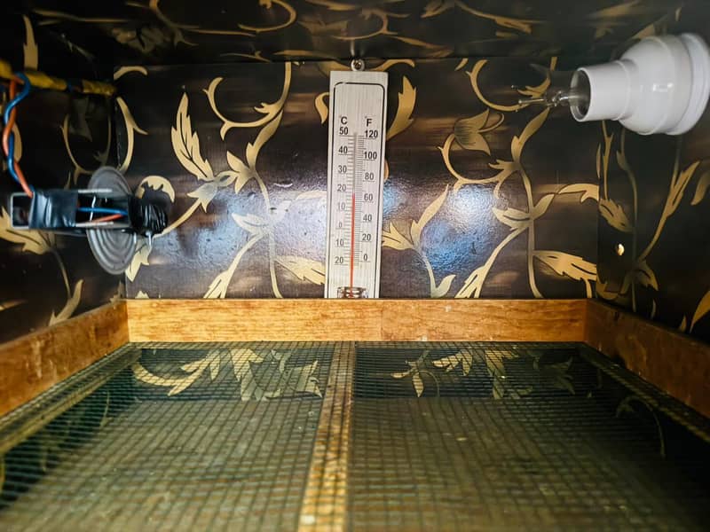 incubator & Brooder 3