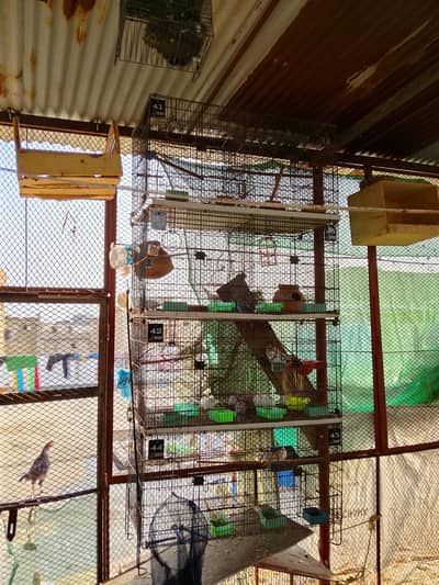 birds & hen cages available