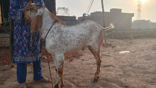 pure makhie cheena 03284239131