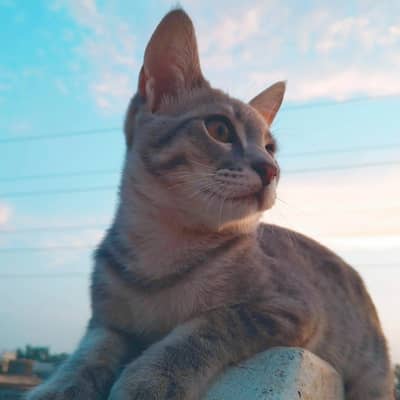 Ghar ka Pala hua Billa hai - Active and Playful