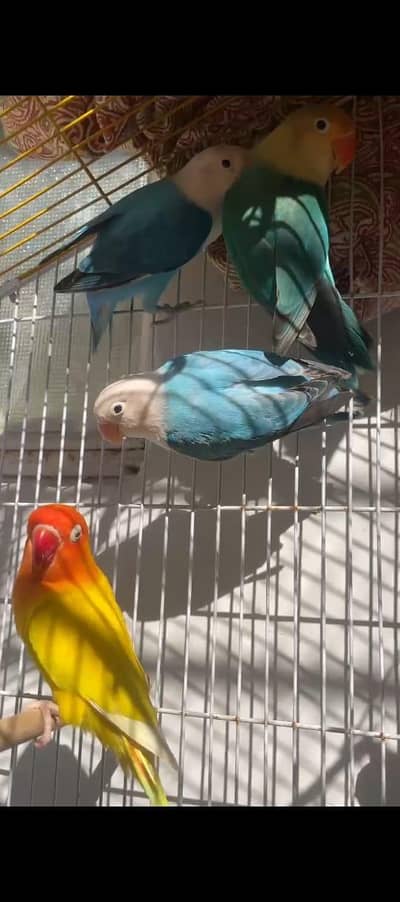 love birds  ple fellow breeder male female availablebdbdbdbdbLove