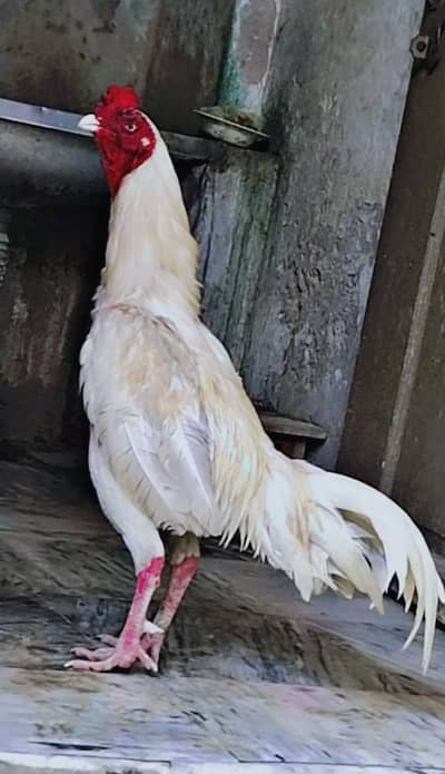 Heera nayab murgha for sale