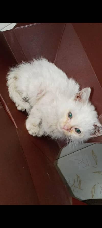 Persian male cat