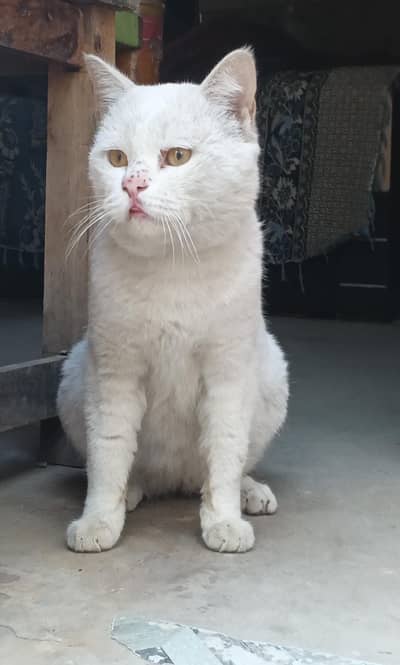 persain cat white colar