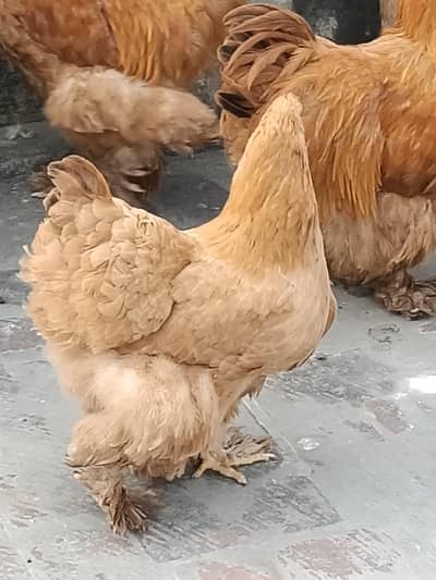 golden buff adult pair bar Madi