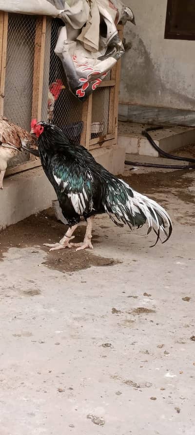 Mushka breeder lassani