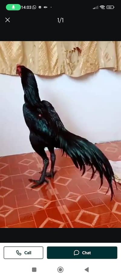 breed aseel heera my WhatsApp number 03410473472