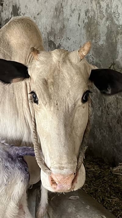 Premium fatehjhangi Breed