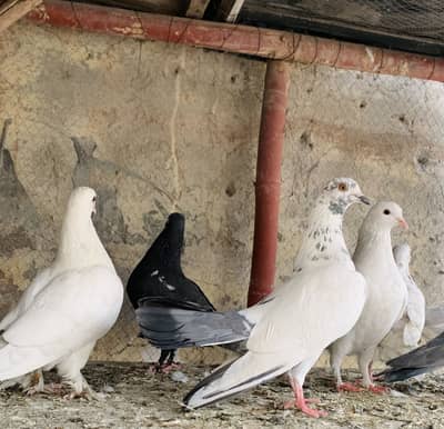 Fancy Low Flyer Kabootar For Sale