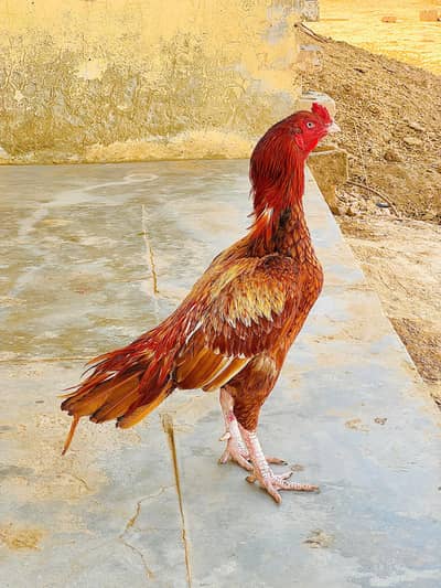 Aseel peela murgha Mianwali breed