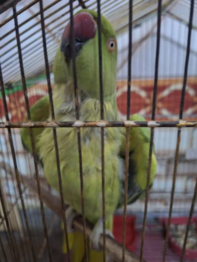 Talking Green Ring neck