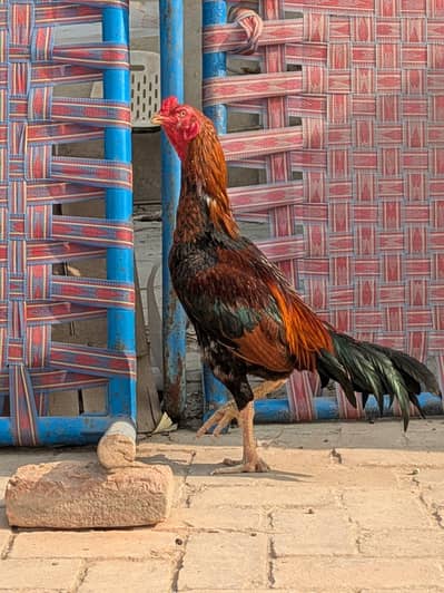 Lakha Aseel Mianwali for sale old blood breeder