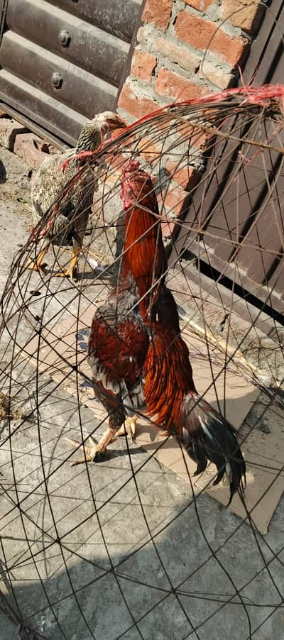 Mianwali Aseel | Aseel sindhi | high quality hens |