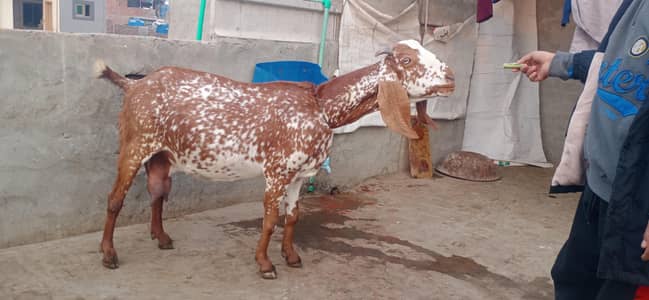 Desi makhi chini bakri 1.5 kg dodh dy rahi ha ik din ka